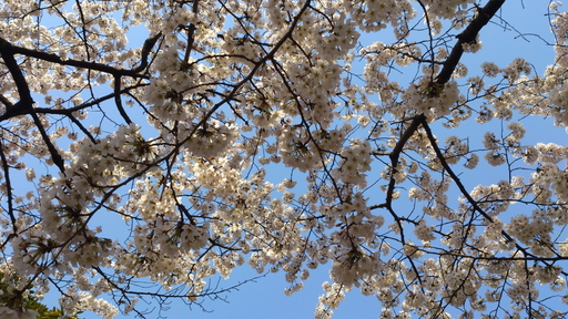 代々木の桜